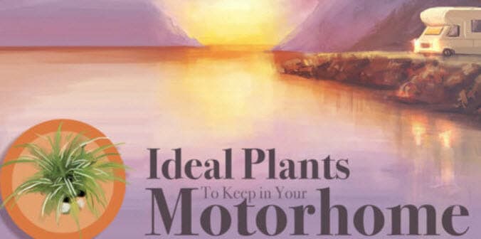 Motorhome Plants
